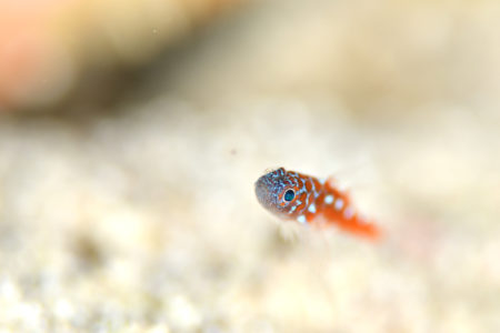 チゴベニハゼ幼魚