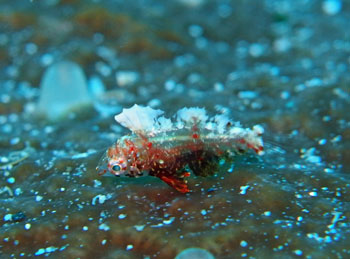 セジロノドグロベラ幼魚