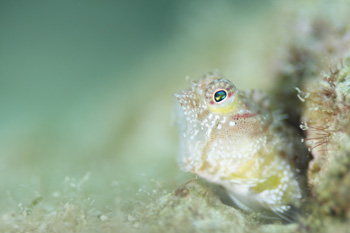 ヤイトギンポ幼魚