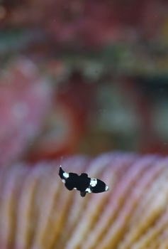 スミツキベラ幼魚