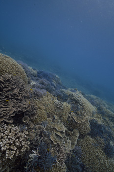 名蔵湾のサンゴ