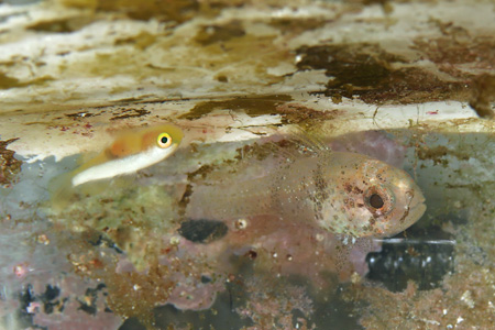 ナカモトイロワケハゼとイナズマヒカリイシモチ幼魚