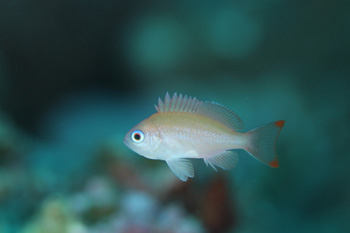 ケラマハナダイ幼魚