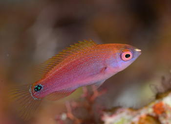クロヘリイトヒキベラ幼魚