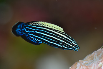 ミヤケベラ幼魚