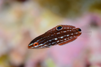 ムナテンベラ幼魚