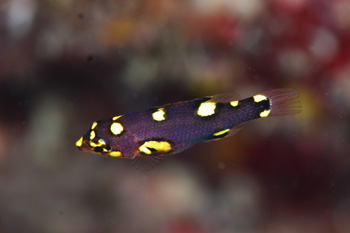 ケサガケベラ幼魚