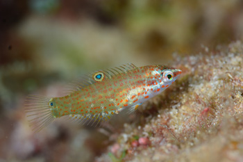 シチセンムスメベラ幼魚