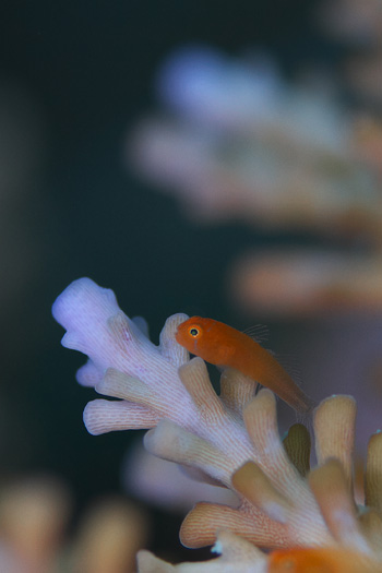 タスジコバンハゼ幼魚