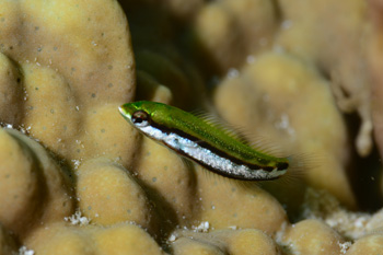 ヤマブキベラ幼魚