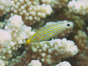 テングカワハギ幼魚