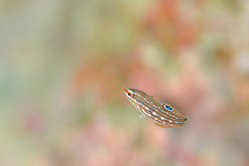 カザリキュウセン幼魚