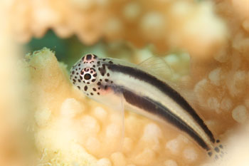イチモンジコバンハゼ幼魚