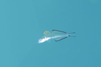クロユリハゼ幼魚