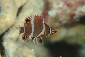 ハシナガベラ幼魚