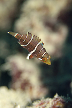 ヤシャベラ幼魚