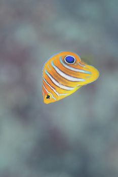 ニシキヤッコ幼魚