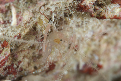 サンゴヒメエビ属の一種（Microprosthema plumicorne）