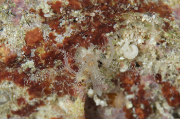 サンゴヒメエビ属の一種