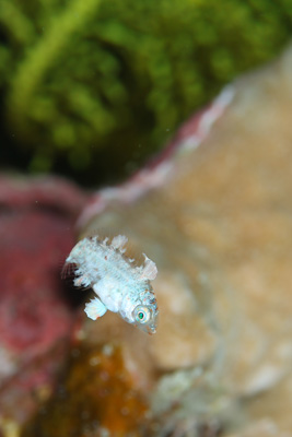 ブチススキベラ幼魚