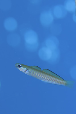 ゼブラハゼ幼魚