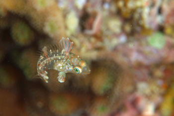 セジロノドグロベラの幼魚