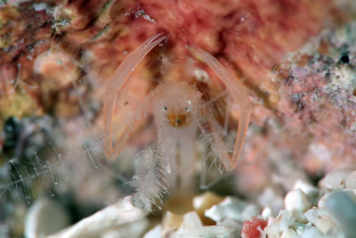 サンゴヒメエビ属の一種