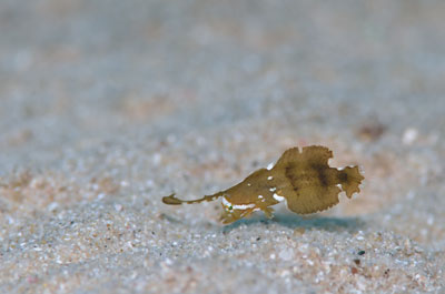 ホシテンス幼魚