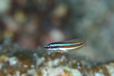 シラタキベラ幼魚