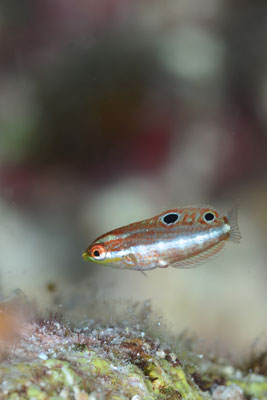ツキベラ幼魚