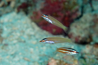 ヤマシロベラ幼魚