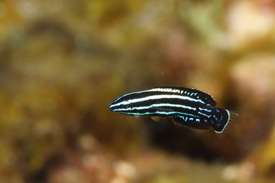 ミヤケベラ幼魚