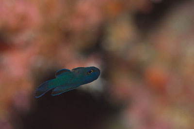 ツバメタナバタウオ幼魚