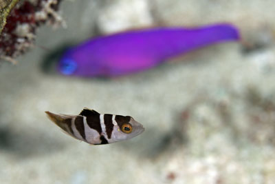コクハンアラ幼魚