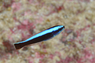 ブダイベラ幼魚
