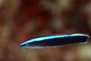 ホンソメワケベラ幼魚