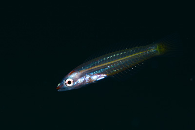 ヤマシロベラ幼魚