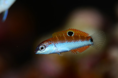 オトメベラ幼魚