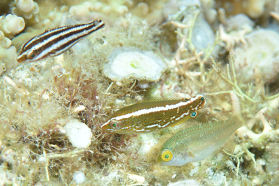 オニベラ幼魚