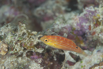 ツキノワイトヒキベラ幼魚