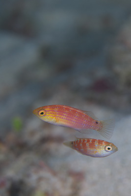 ツキノワイトヒキベラ幼魚