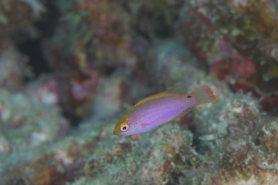 ベニヒレイトヒキベラ幼魚