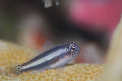 イチモンジコバンハゼ幼魚