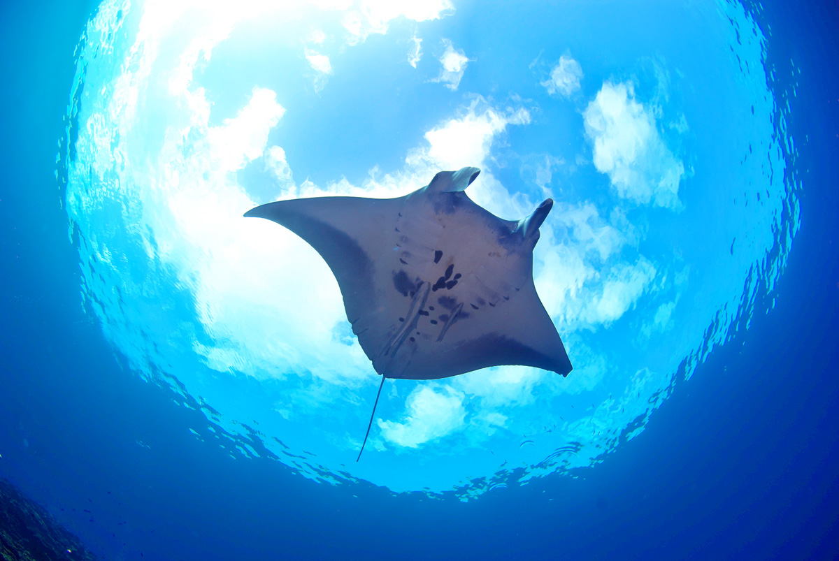 フォトギャラリー マンタと空 石垣島でダイビング 水中写真 ネイチャー石垣島ダイビングサービス
