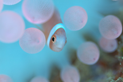 ハマクマノミ幼魚