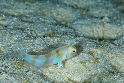 ハゲヒラベラ幼魚