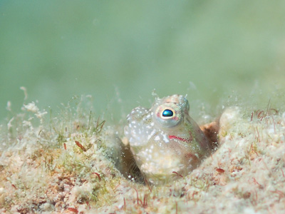 ヤイトギンポ幼魚
