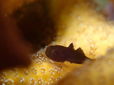 クロダルマハゼ幼魚