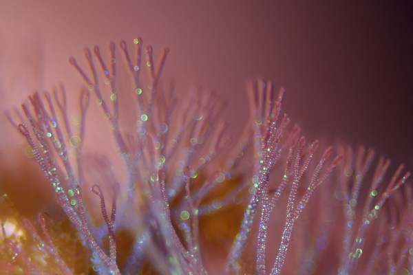 キラキラ海藻