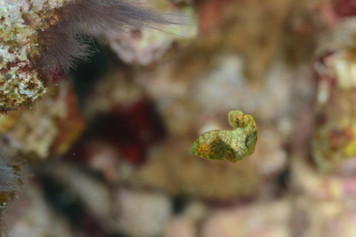 シマタレクチベラ幼魚